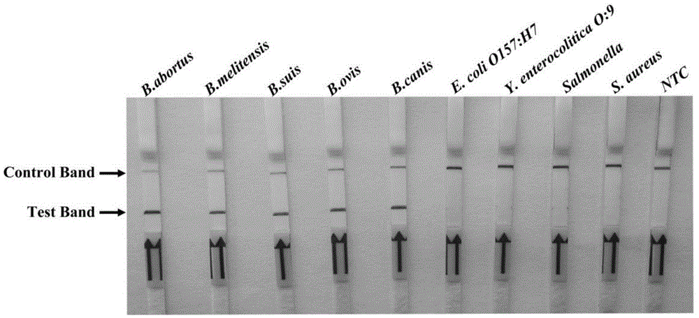 Universal primers and probe for on-site rapid detection of Brucella and kit