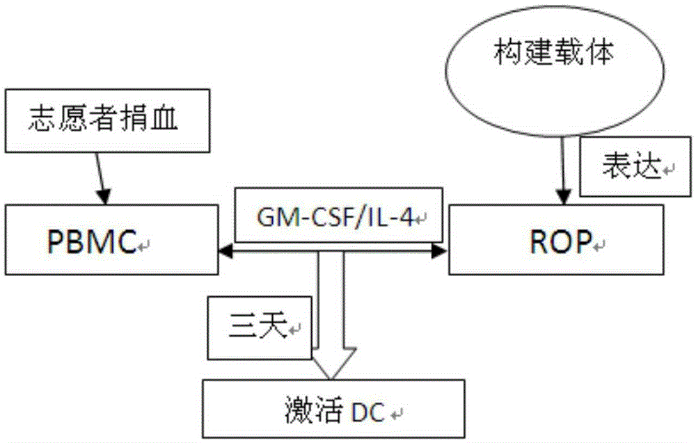 A kind of dc vaccine and its preparation method and application