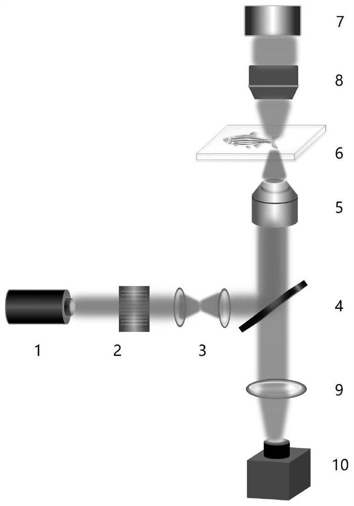 A device for regulating red blood cells in the blood vessels of living animals