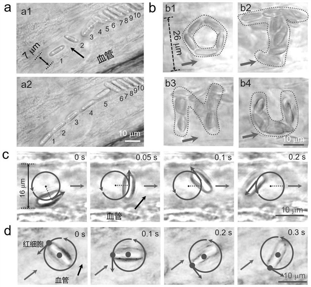 A device for regulating red blood cells in the blood vessels of living animals