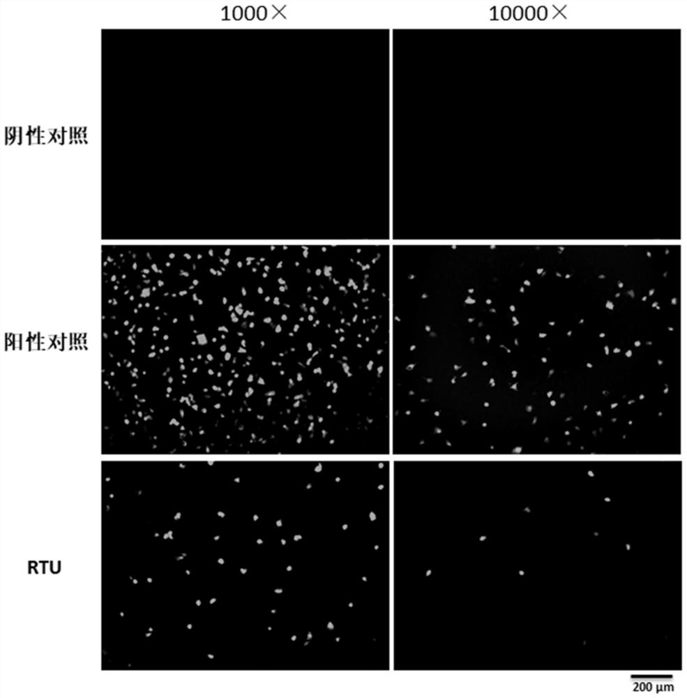 Reagent for Respiratory Virus Treatment and Its Application