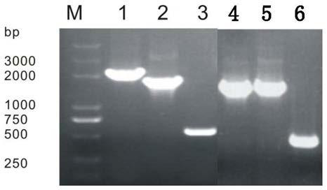 Genetically engineered bacterium for expressing high-activity ice nucleation protein and construction method of genetically engineered bacterium