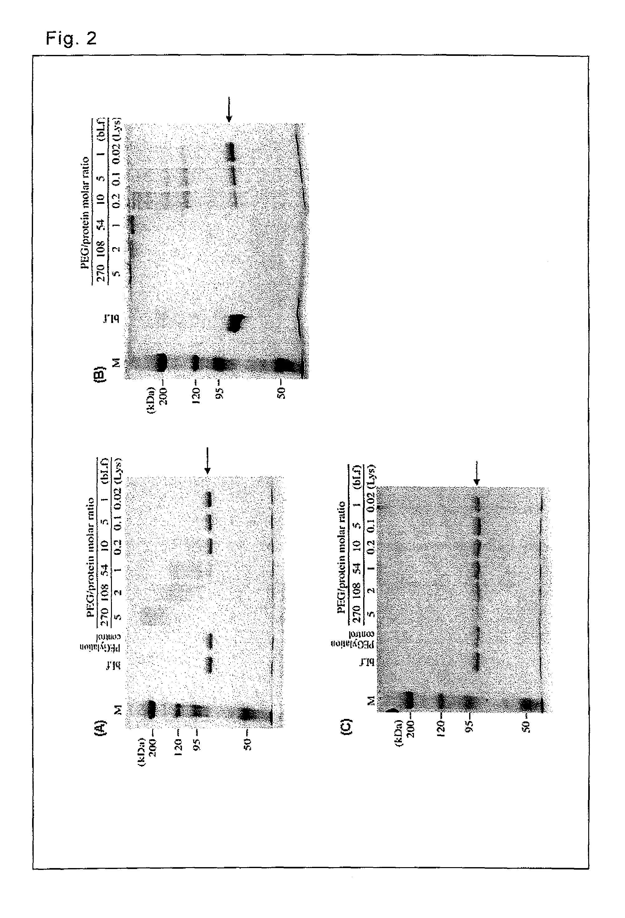 Lactoferrin complex and method of producing the same