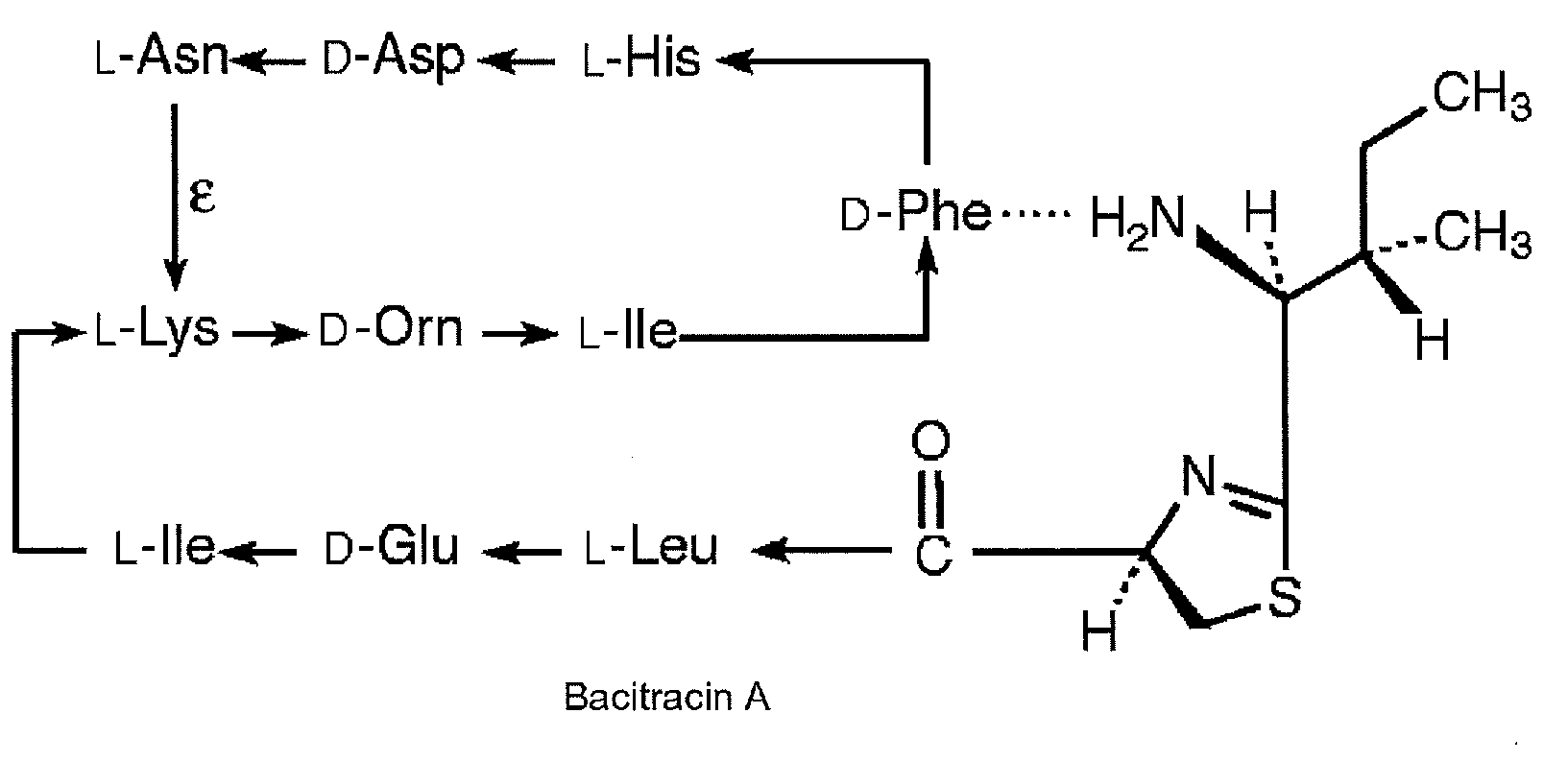 Bacitracin metal complexes used as bleach catalysts