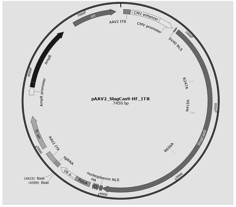 SlugCas9-HF protein, gene editing system containing SlugCas9-HF protein and application thereof