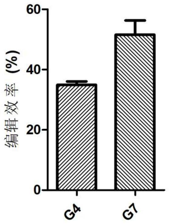 SlugCas9-HF protein, gene editing system containing SlugCas9-HF protein and application thereof