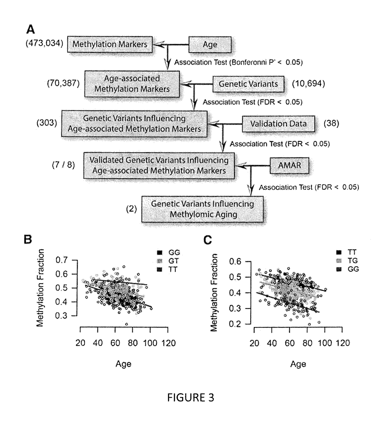 Methods for predicting age and identifying agents that induce or inhibit premature aging