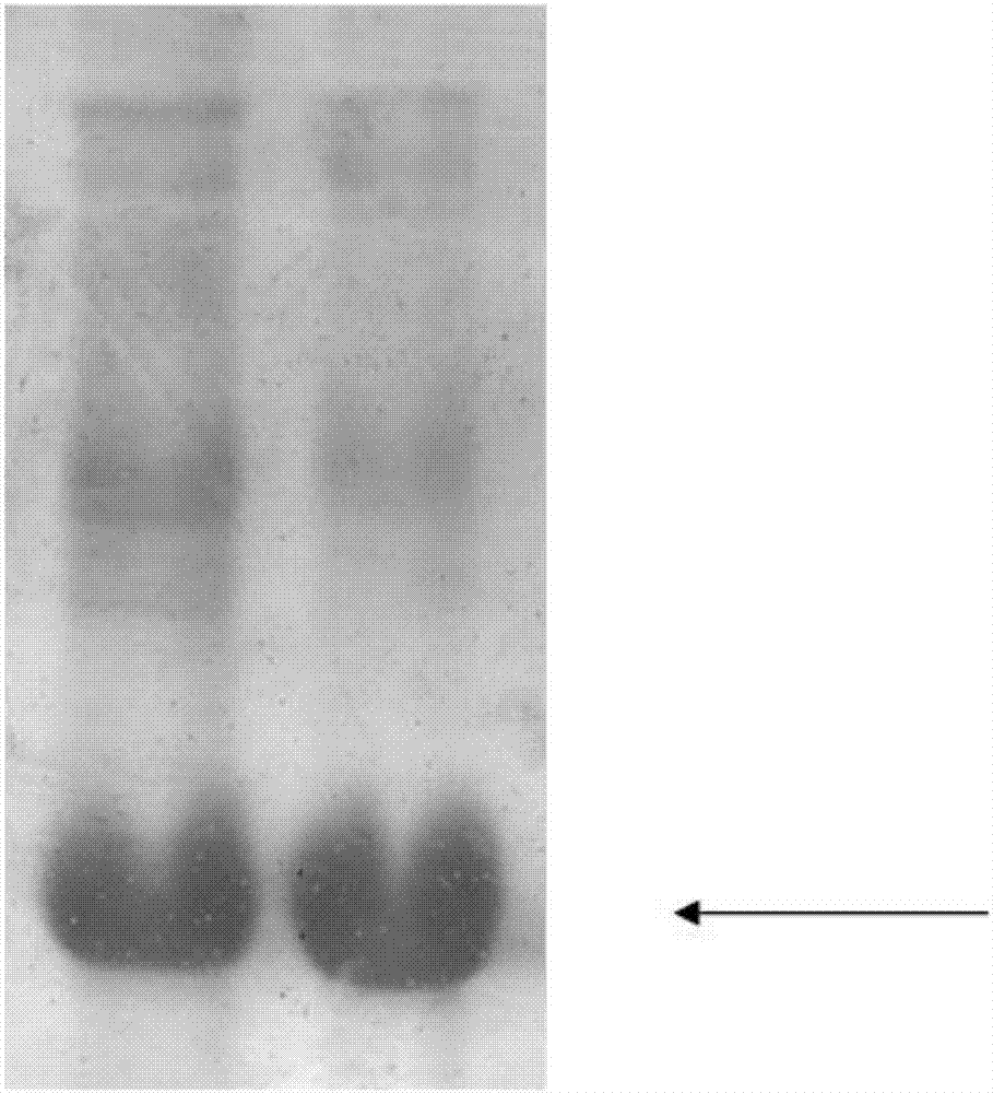 Antitumor recombinant protein GPTI, coding gene and applications thereof