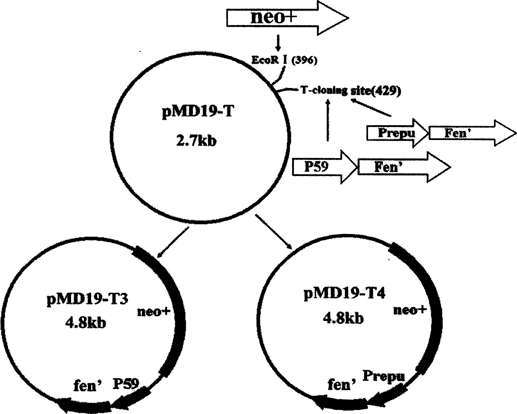 Promoter replacement method for improving Bacillus amyloliquefaciens yield