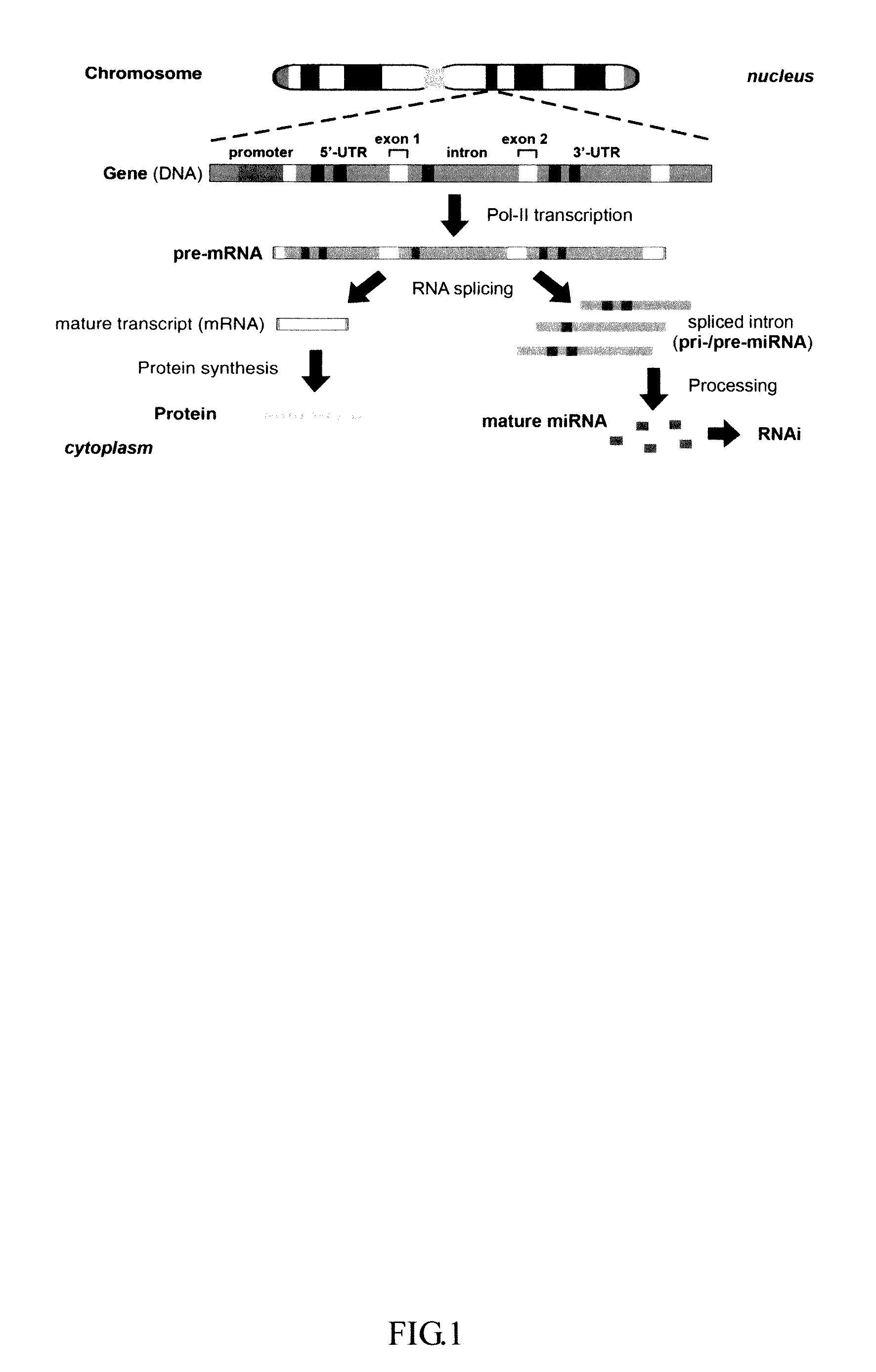 Generation of human embryonic stem-like cells using intronic RNA