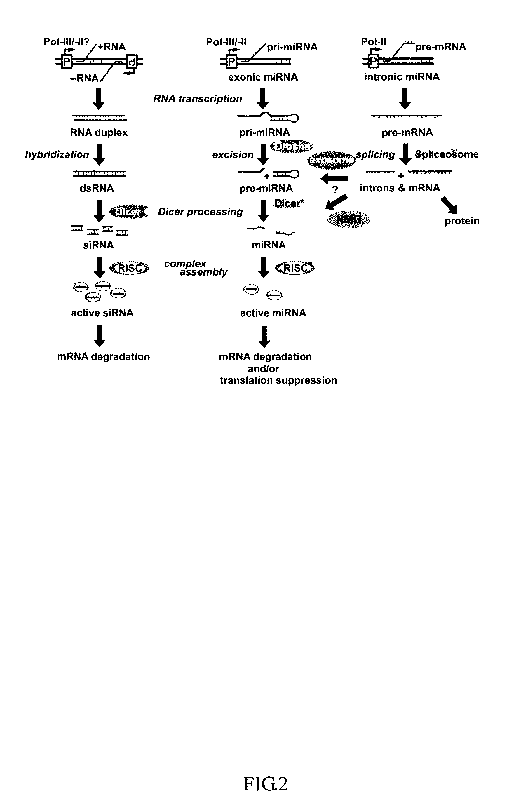 Generation of human embryonic stem-like cells using intronic RNA