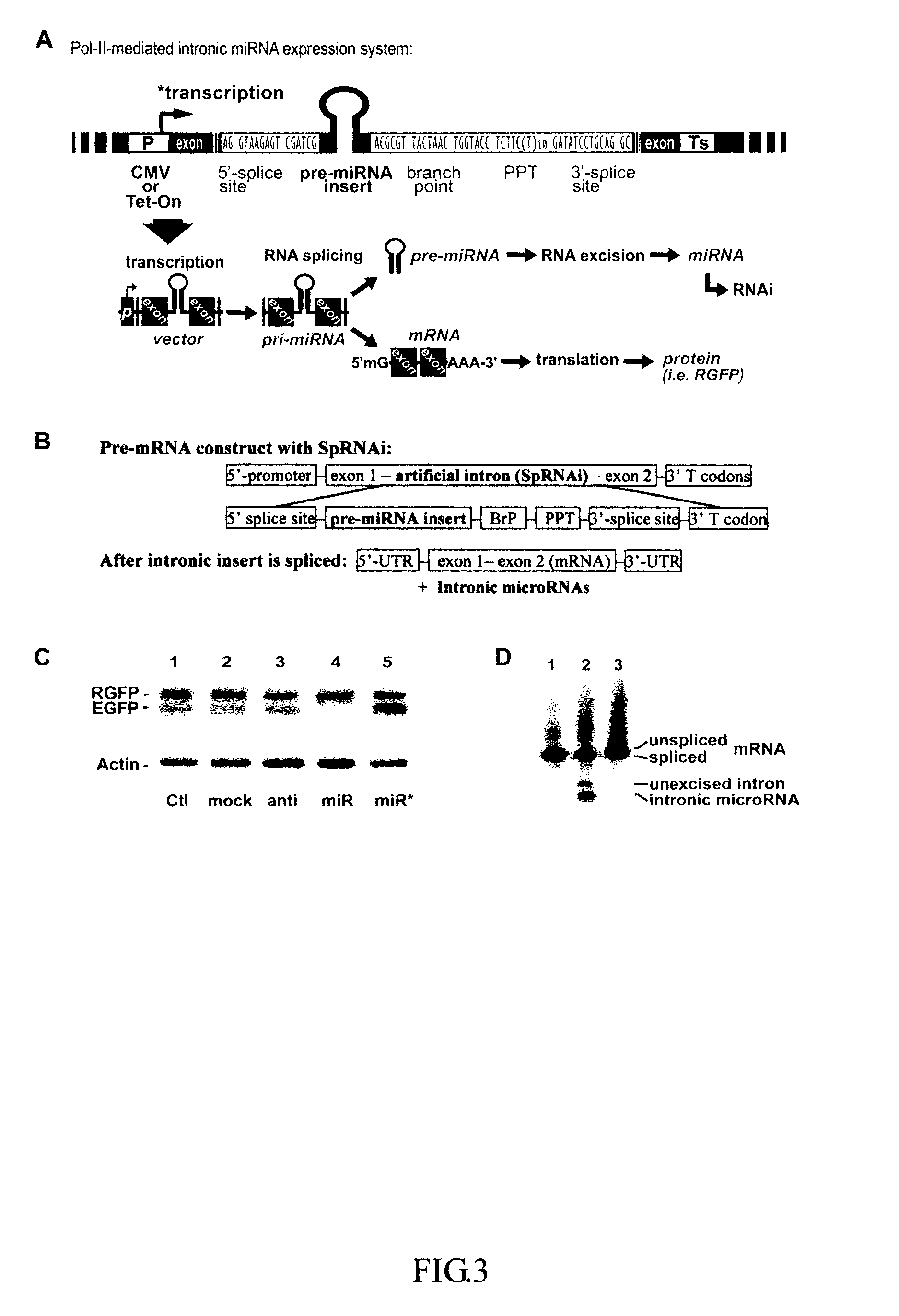 Generation of human embryonic stem-like cells using intronic RNA