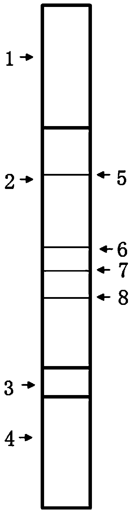 Colloidal gold immunoassay test strip for synchronously detecting aspergillus flavus fungaltoxin as well as preparation and application thereof