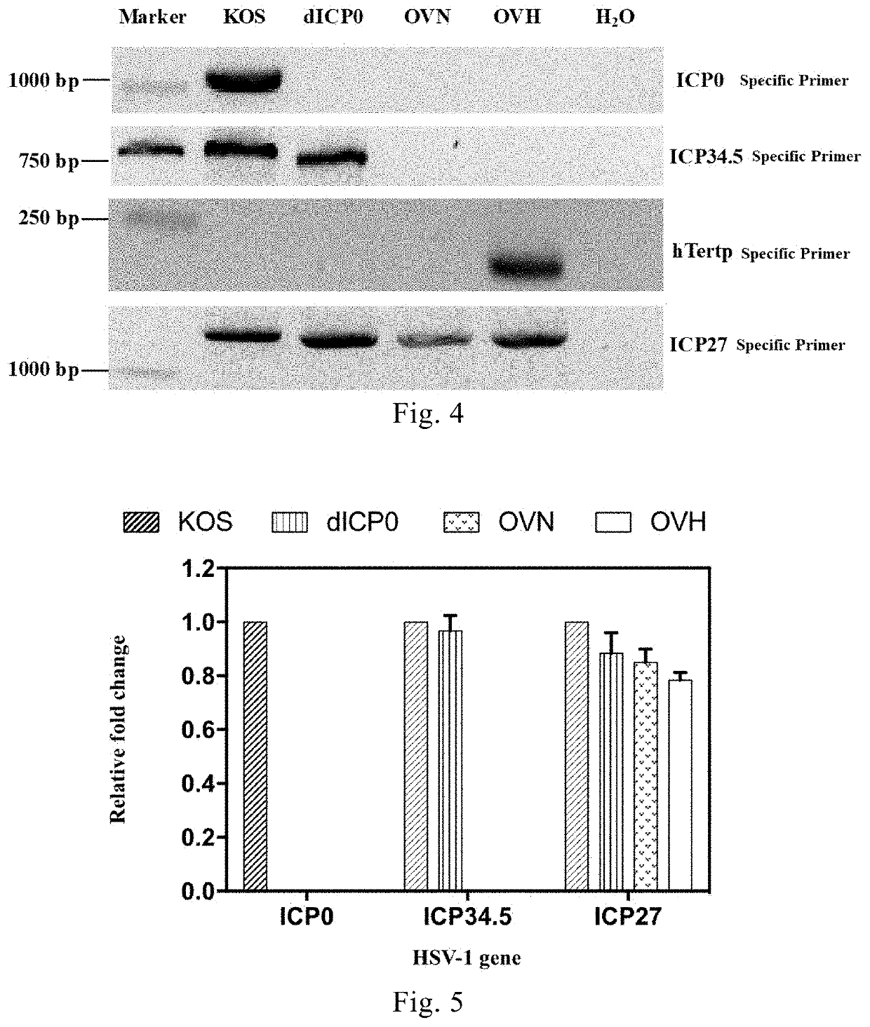 Recombinant herpes simplex virus and use thereof