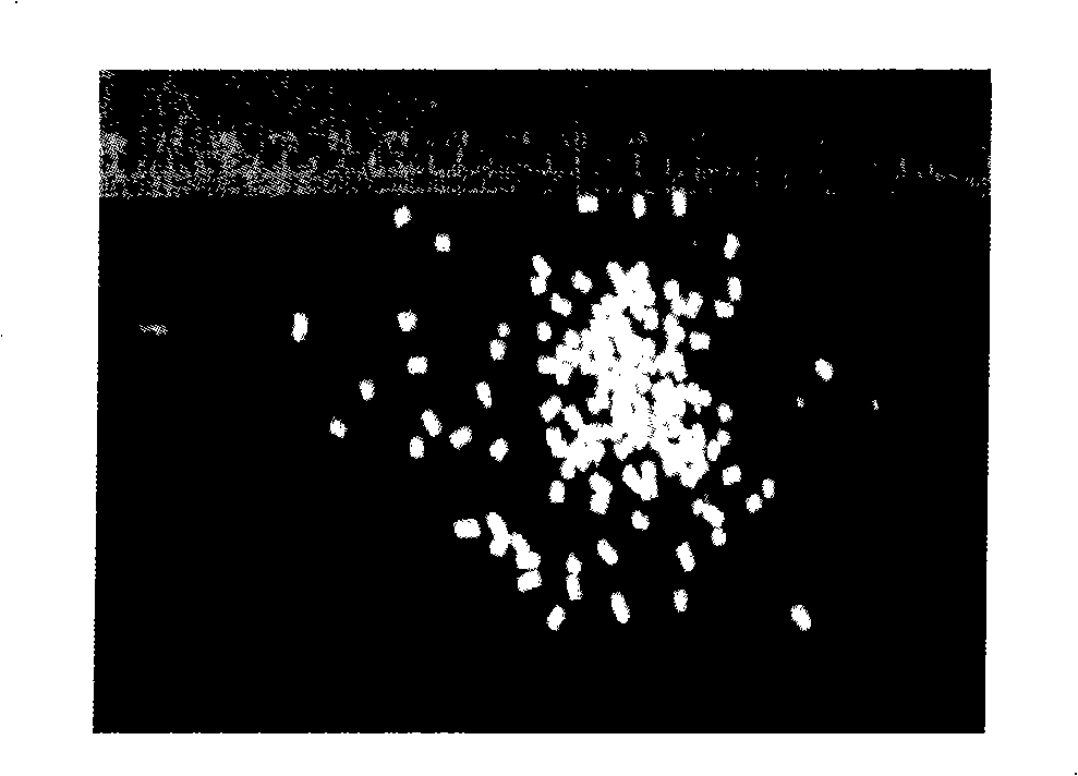 Titanium dioxide nano-tube support with macroscopical shape and preparation method thereof