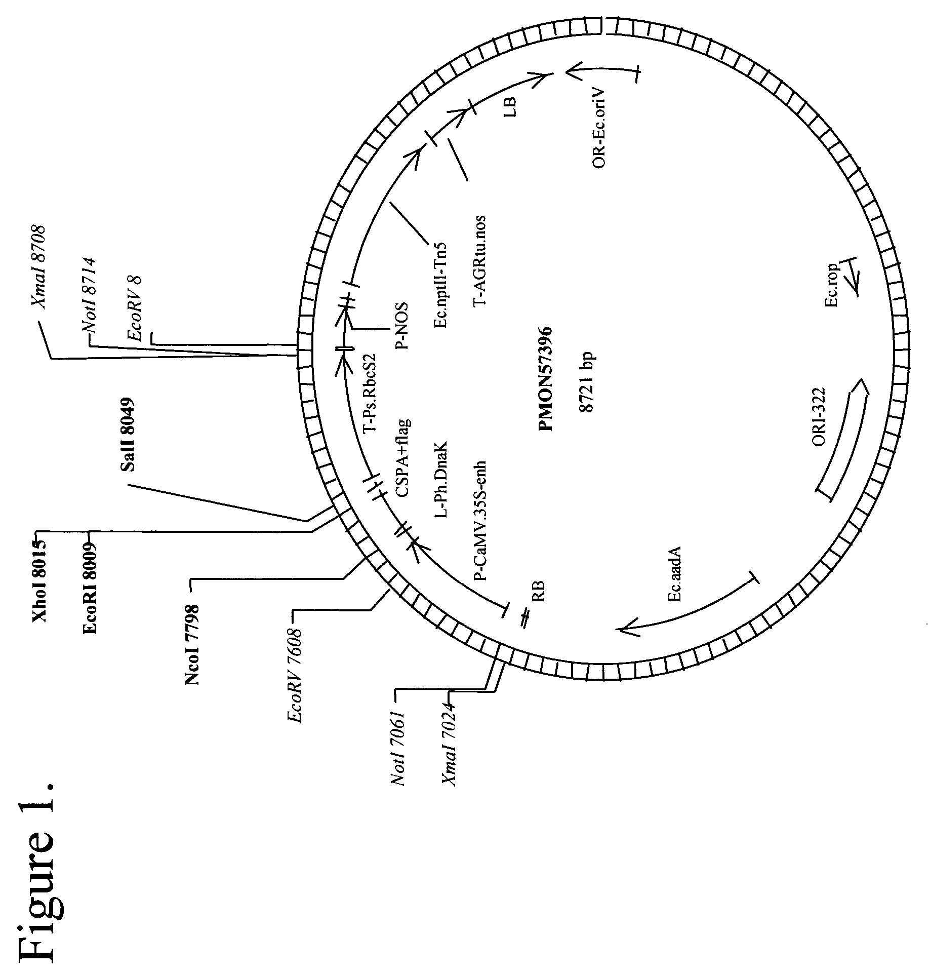 Methods for enhancing drought tolerance in plants and compositions thereof