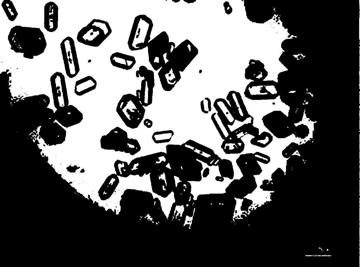 Specific HMX (cyclotetramethylene tetranitramine)