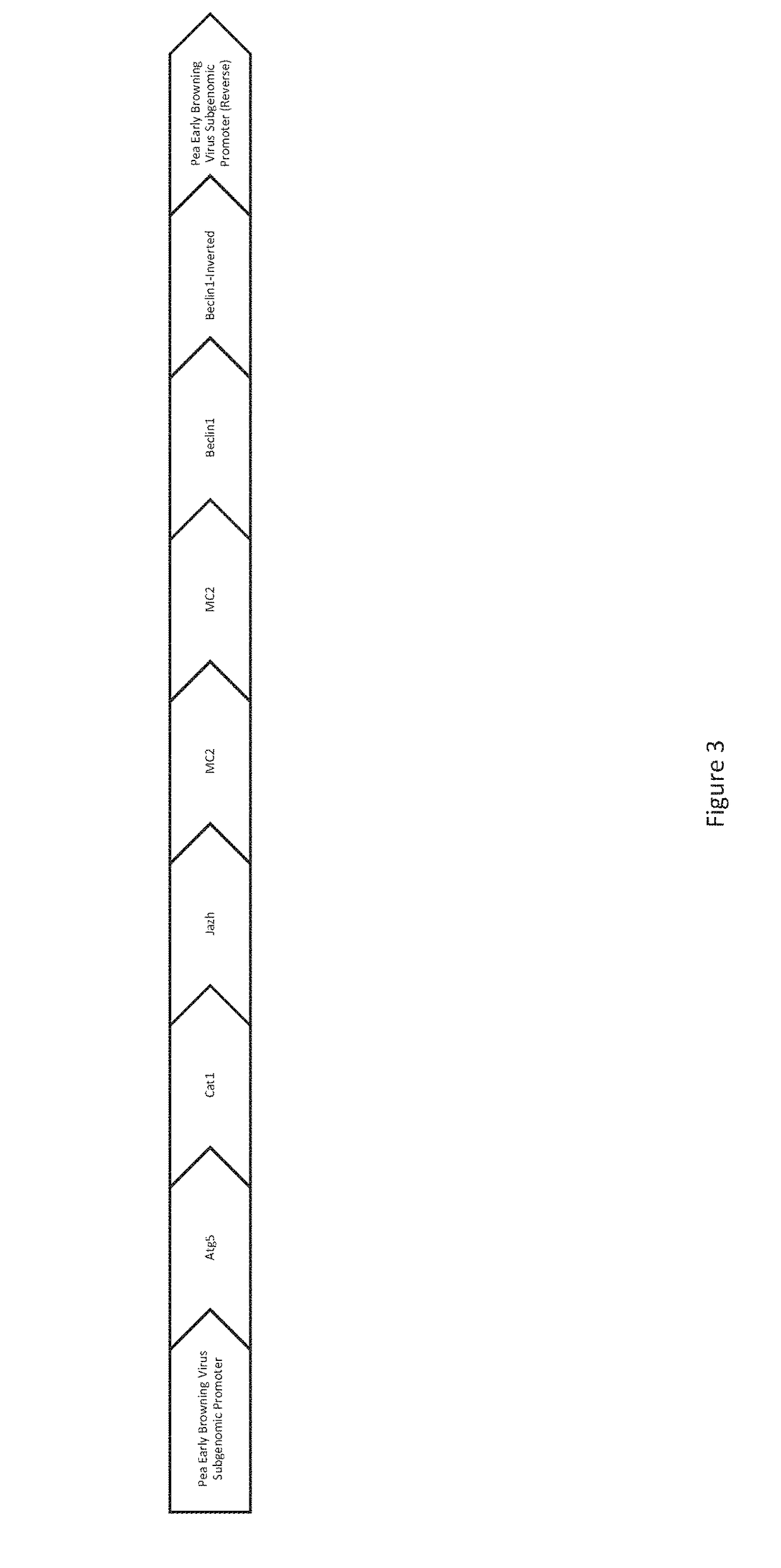 Formulations and methods for control of weedy species