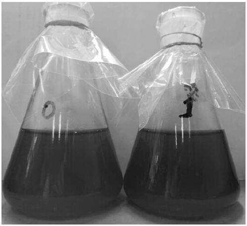 Magnetic chitosan attapulgite algae-removing flocculant and preparation method thereof