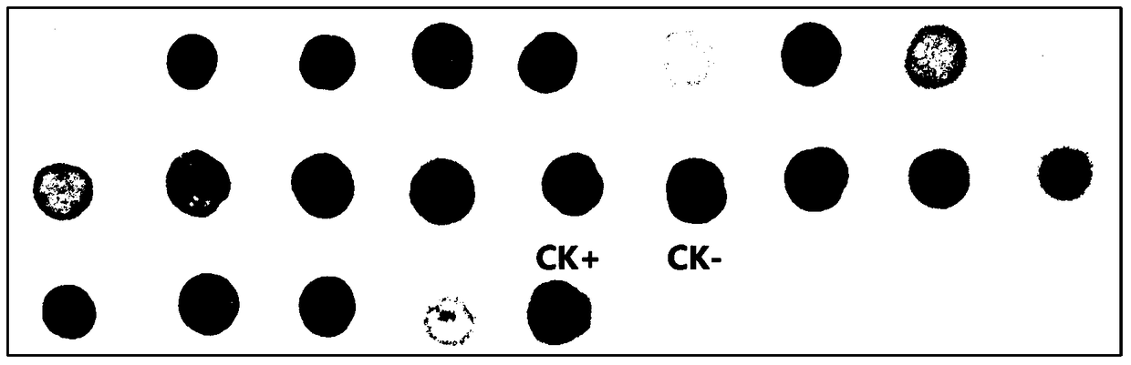 Sample preparation method and application for detecting cucumber green mottle mosaic virus carried by Cucurbitaceae seeds