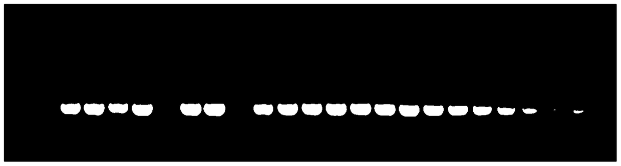 Sample preparation method and application for detecting cucumber green mottle mosaic virus carried by Cucurbitaceae seeds