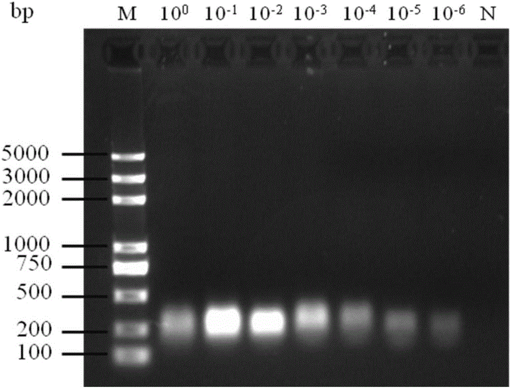 Primer, probe and kit for detecting canine parvovirus and detection method