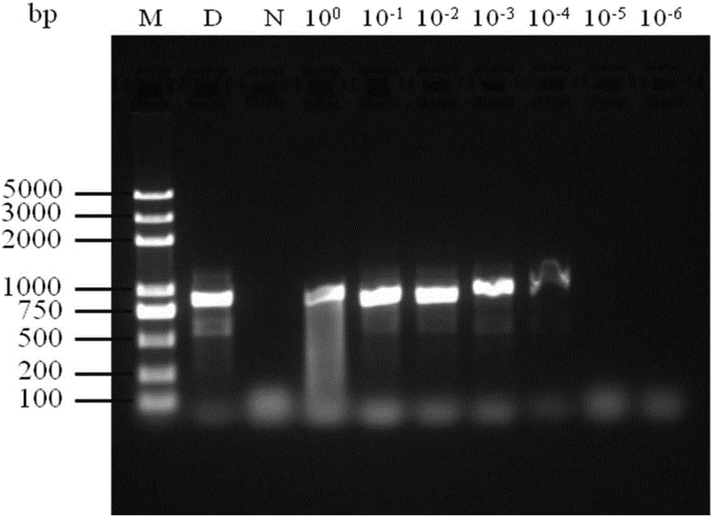 Primer, probe and kit for detecting canine parvovirus and detection method