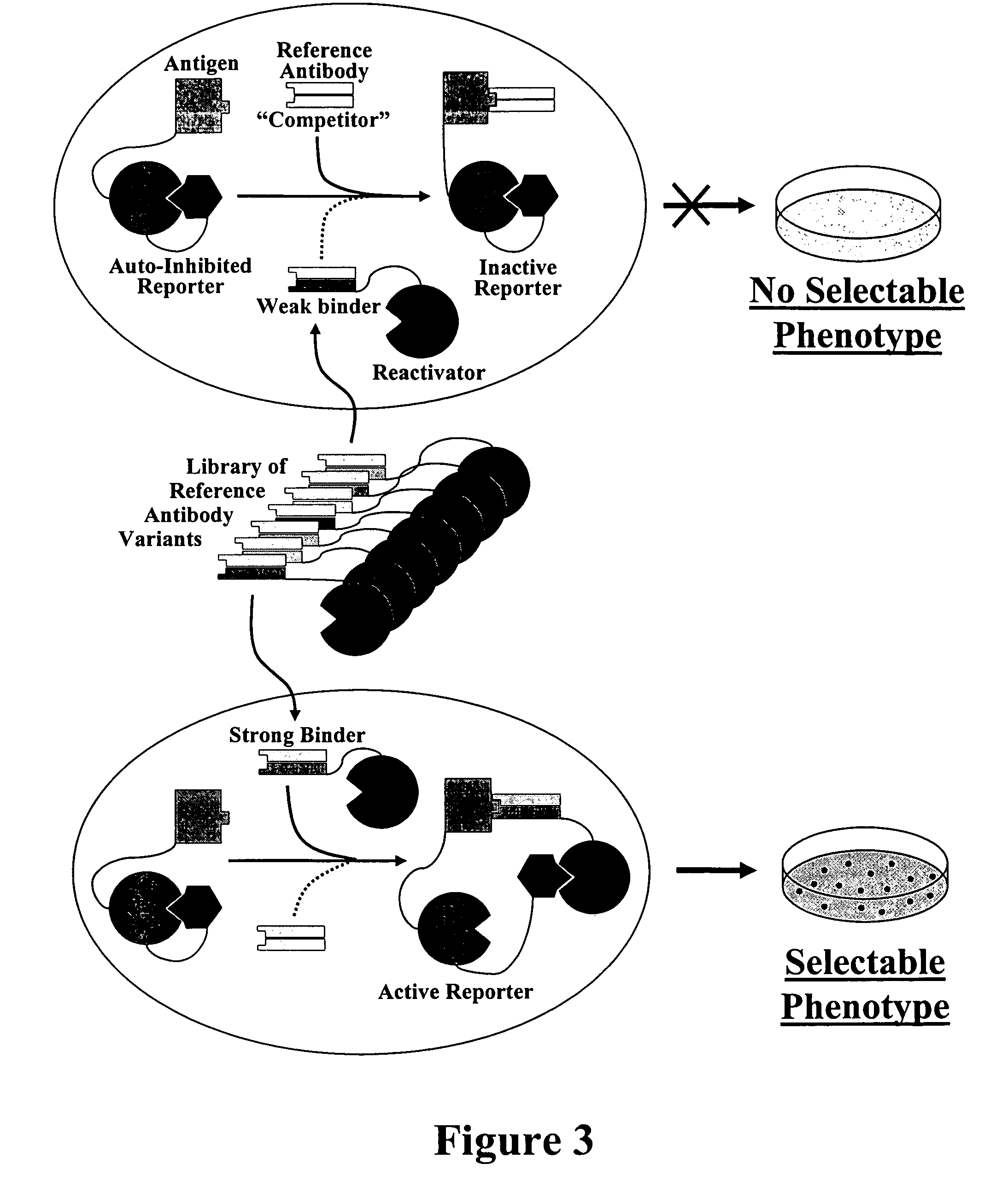 Methods for affinity maturation