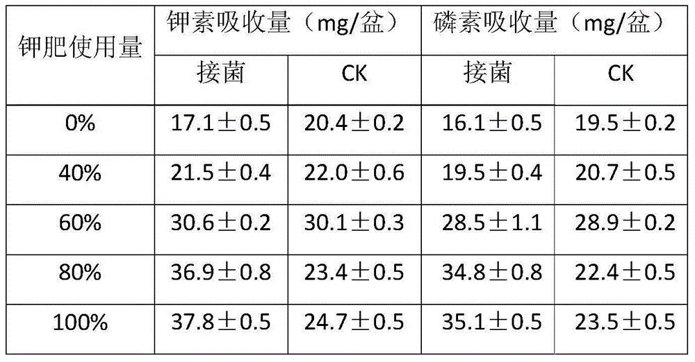 New applications of Rhizobium W33 strain