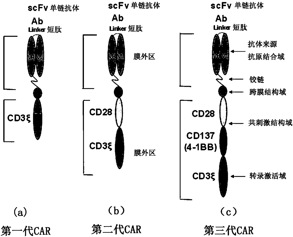 Cd47-car-t cells