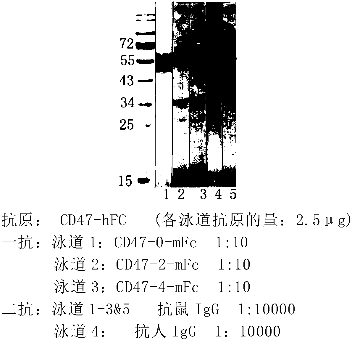 Cd47-car-t cells