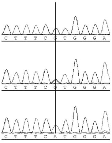 A method and primers for identifying sow's farrowing performance