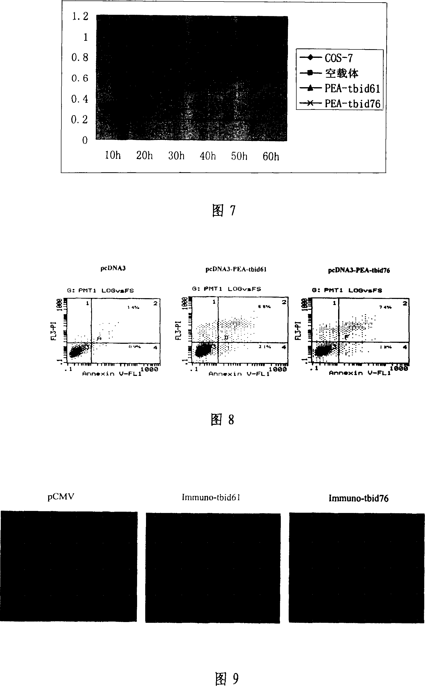 Immune tbid gene and its coded protein and application