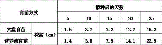 Nutrient solution seedling culture method of Sagittaria sagittifolia