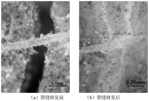 Active multifunctional carrier for microorganism self-repairing concrete and preparation method thereof