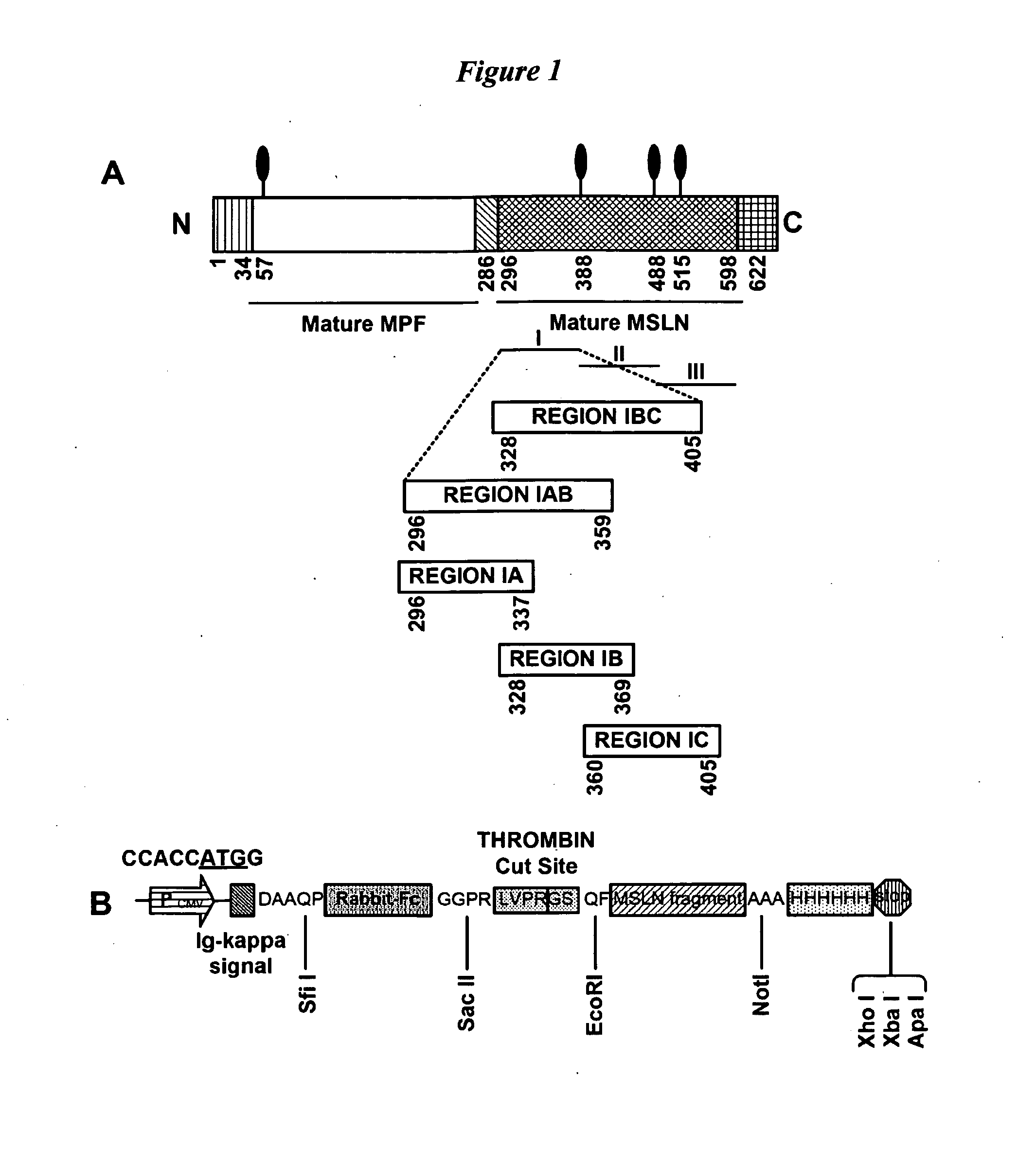 Blocking mesothelin peptide fragments