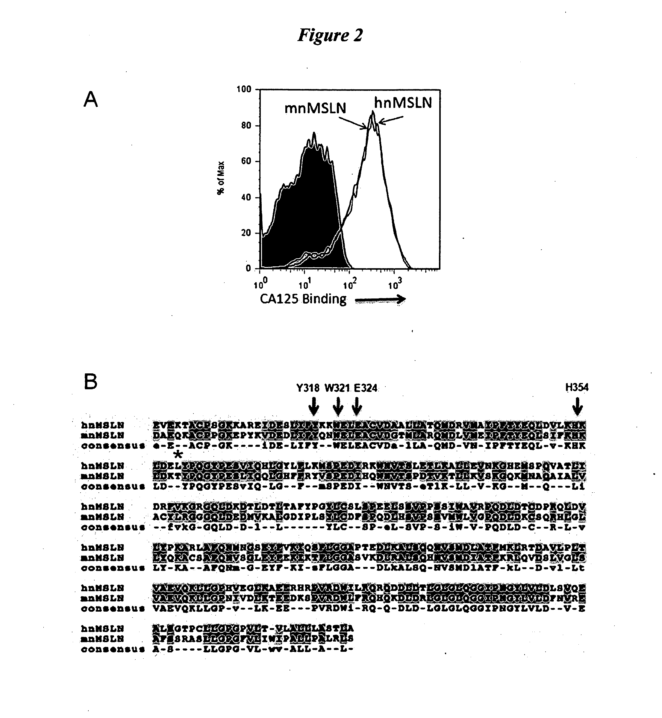 Blocking mesothelin peptide fragments