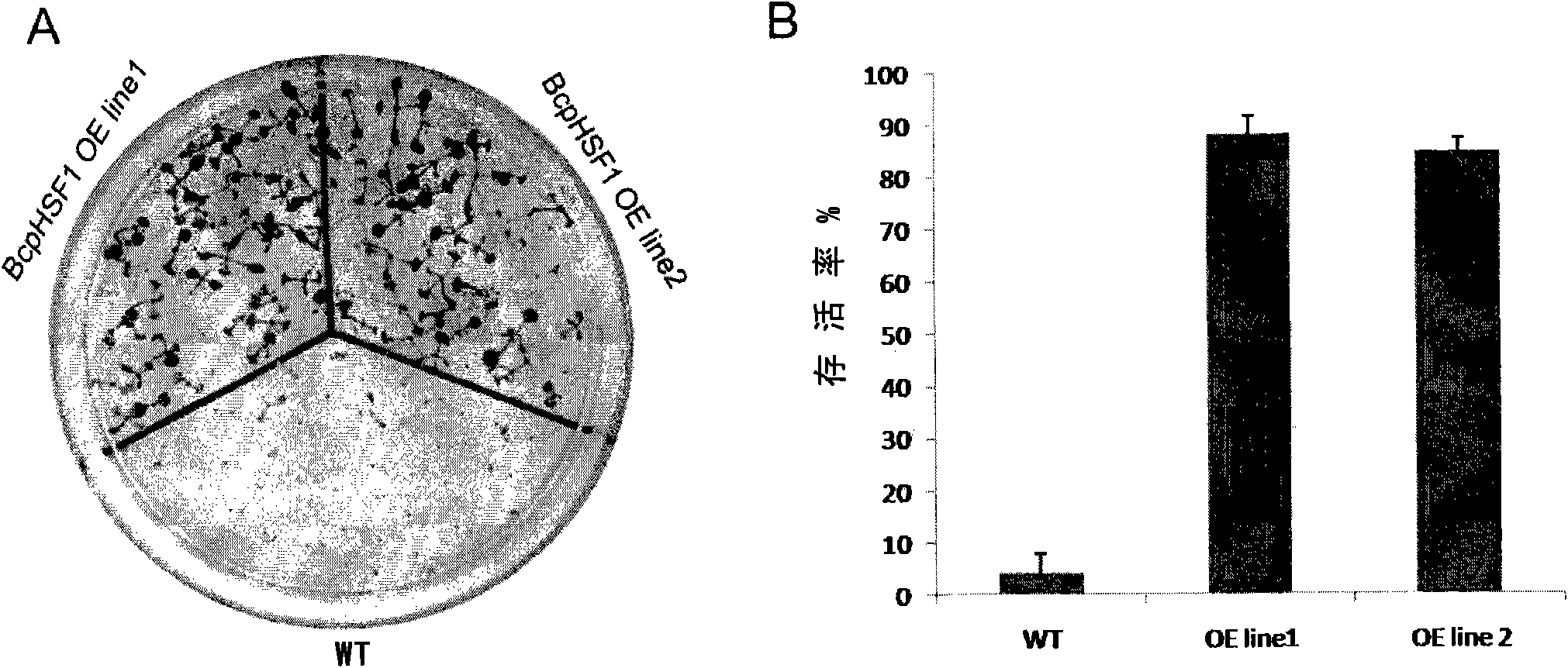 Plant heat-resistant gene HSF1 and application thereof