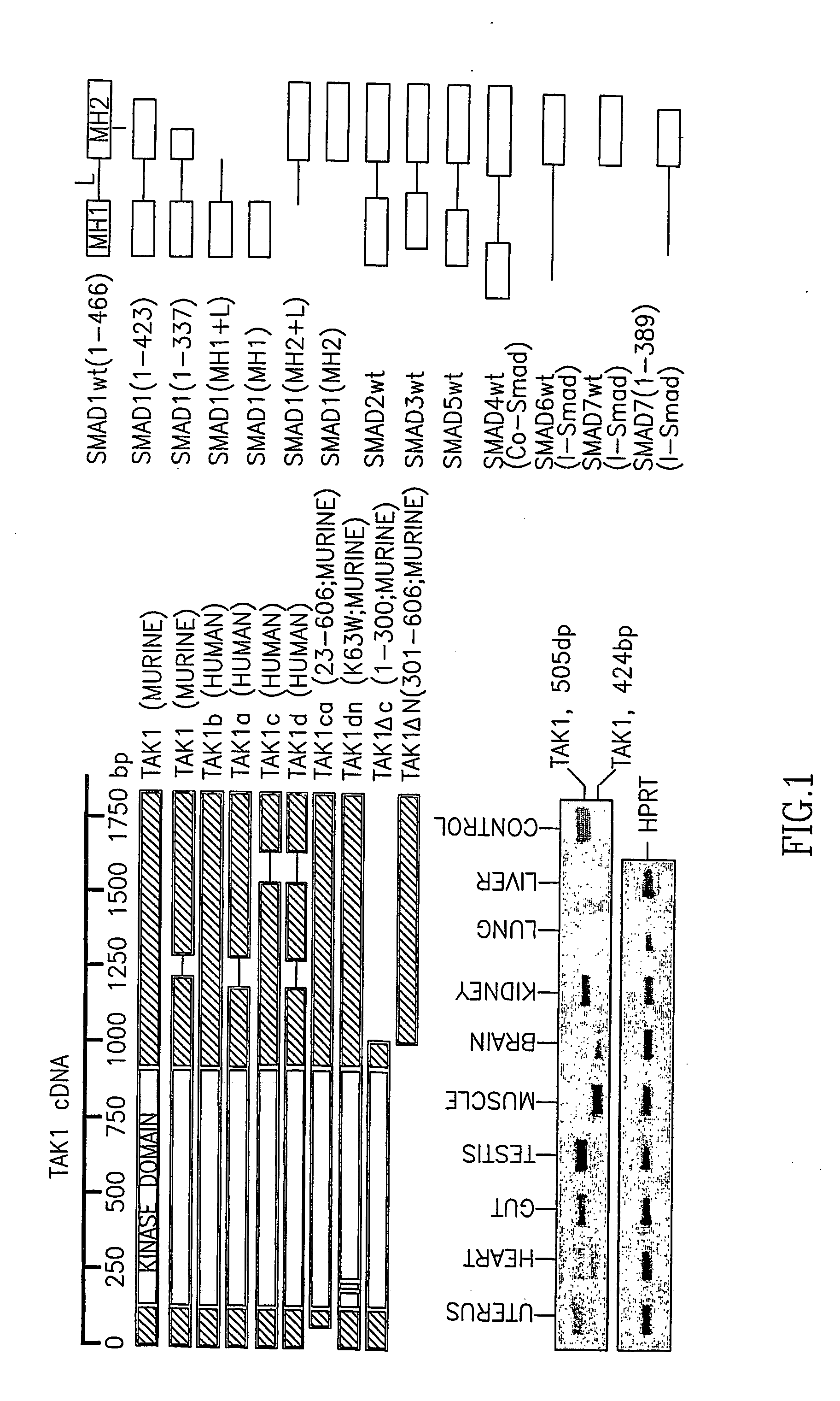 Tak1-mediated inhibition of osteogenesis