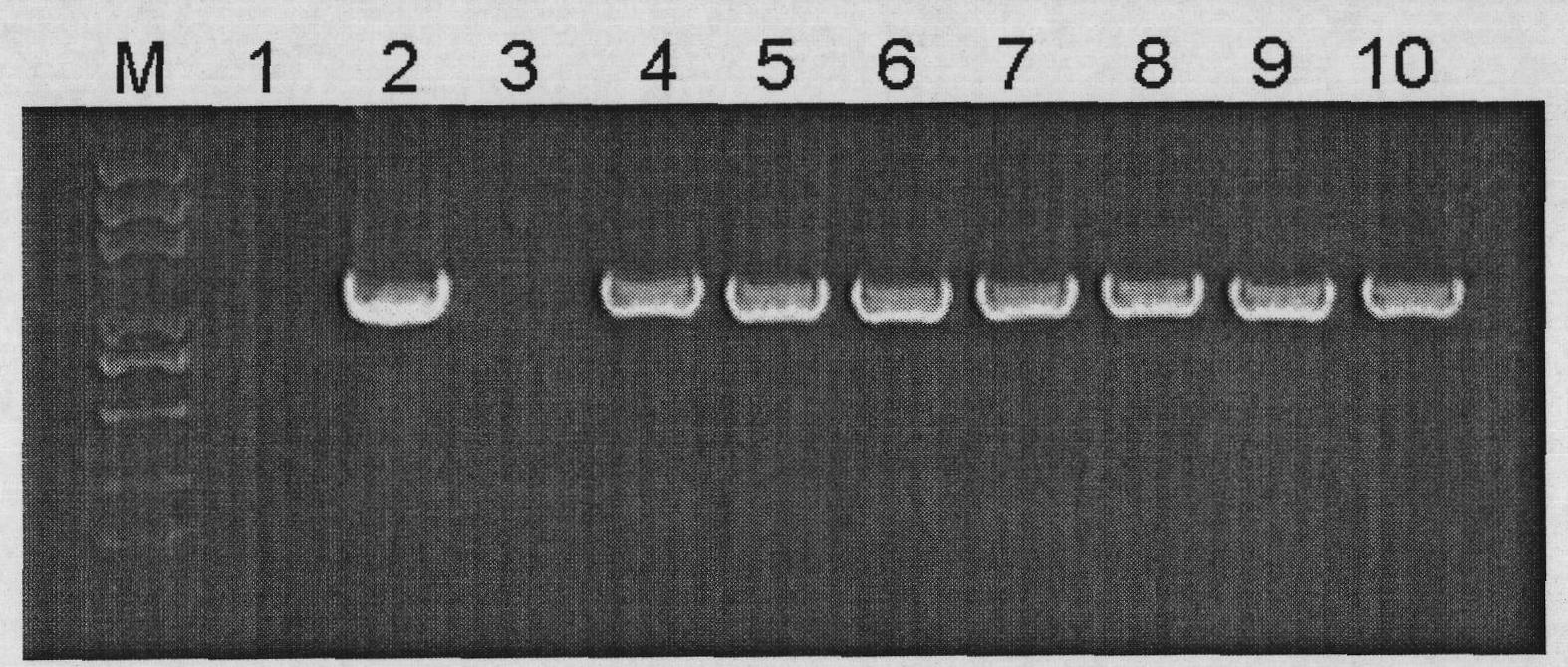 Vegetable leaf vein specific promoter and use thereof