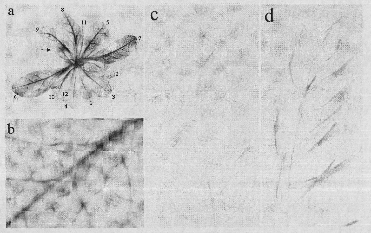 Vegetable leaf vein specific promoter and use thereof