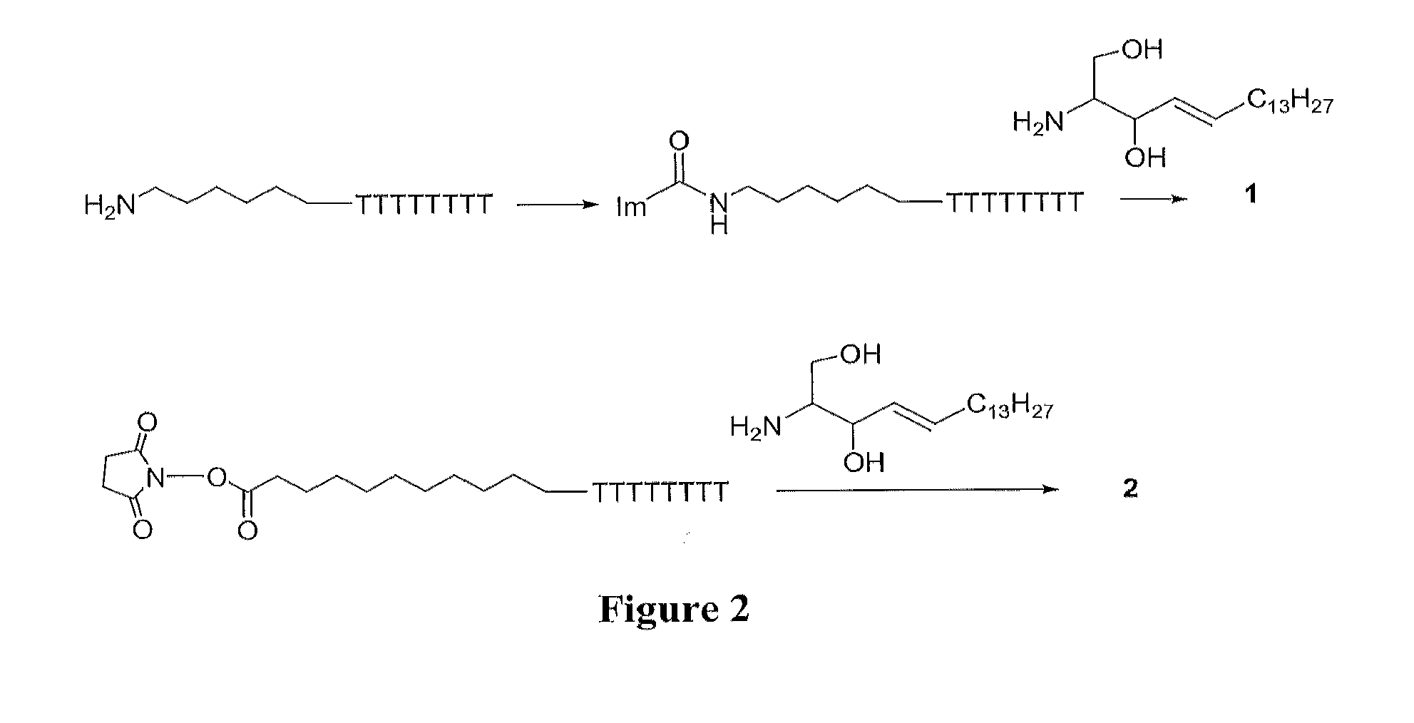 Sphingosine-bound siRNA