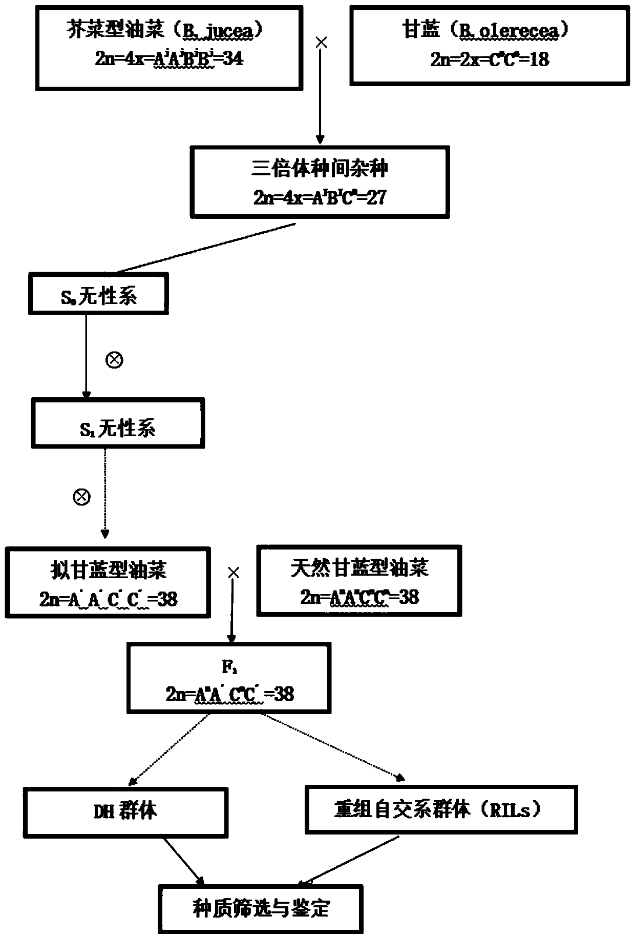 Method for enlarging genetic variation range of brassica napus