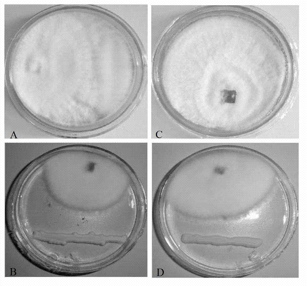 Bacterium for preventing and controlling banana wilt and application thereof