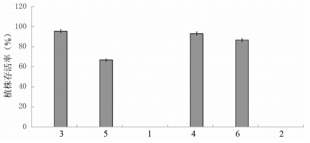 Bacterium for preventing and controlling banana wilt and application thereof