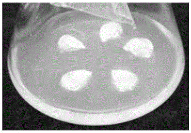 Method for directly generating adult seedlings by genetic transformation of septate internodes of mature seed seedlings of maize inbred line