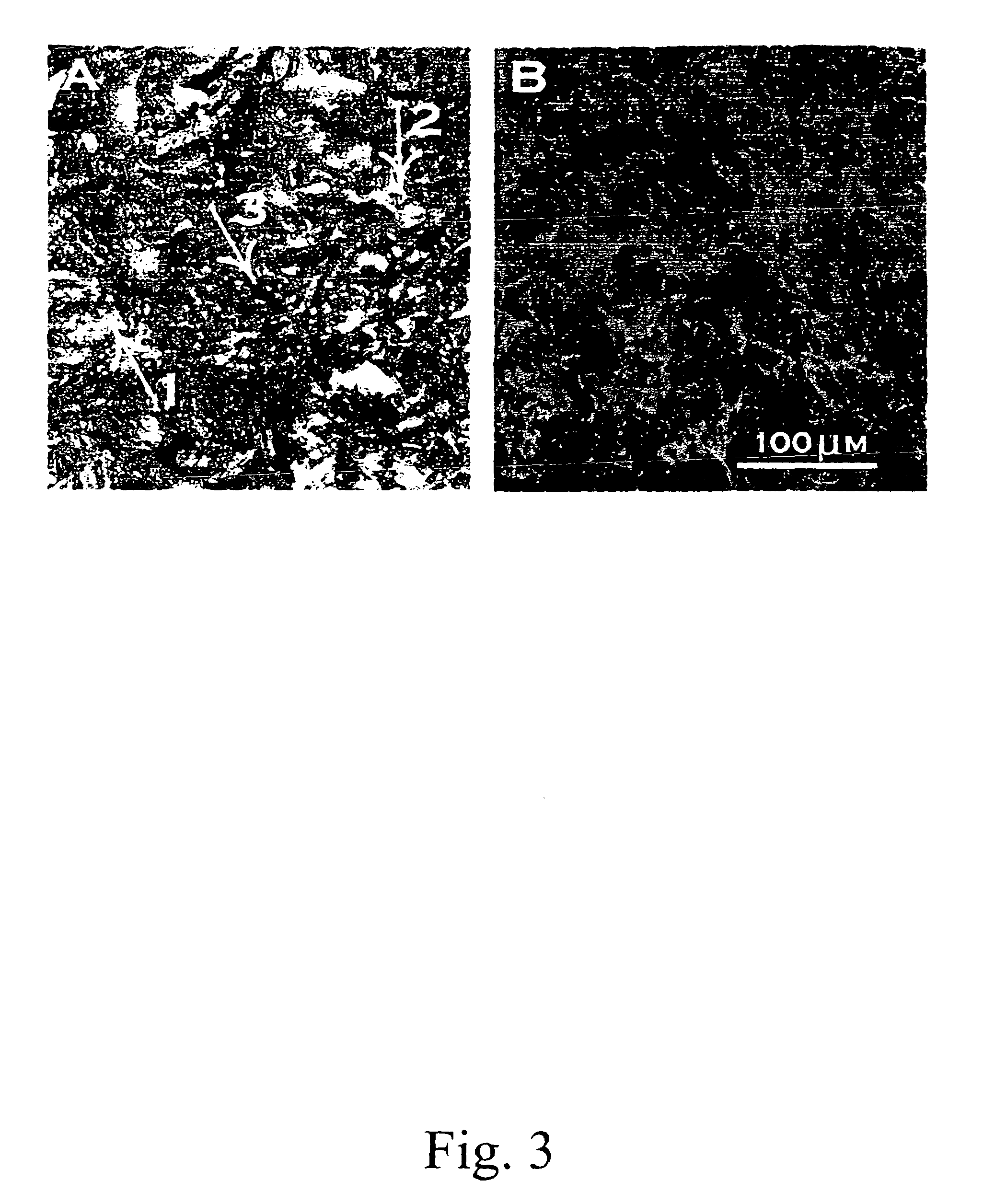 Porous polymeric matrices made of natural polymers and synthetic polymers and optionally at least one cation and methods of making