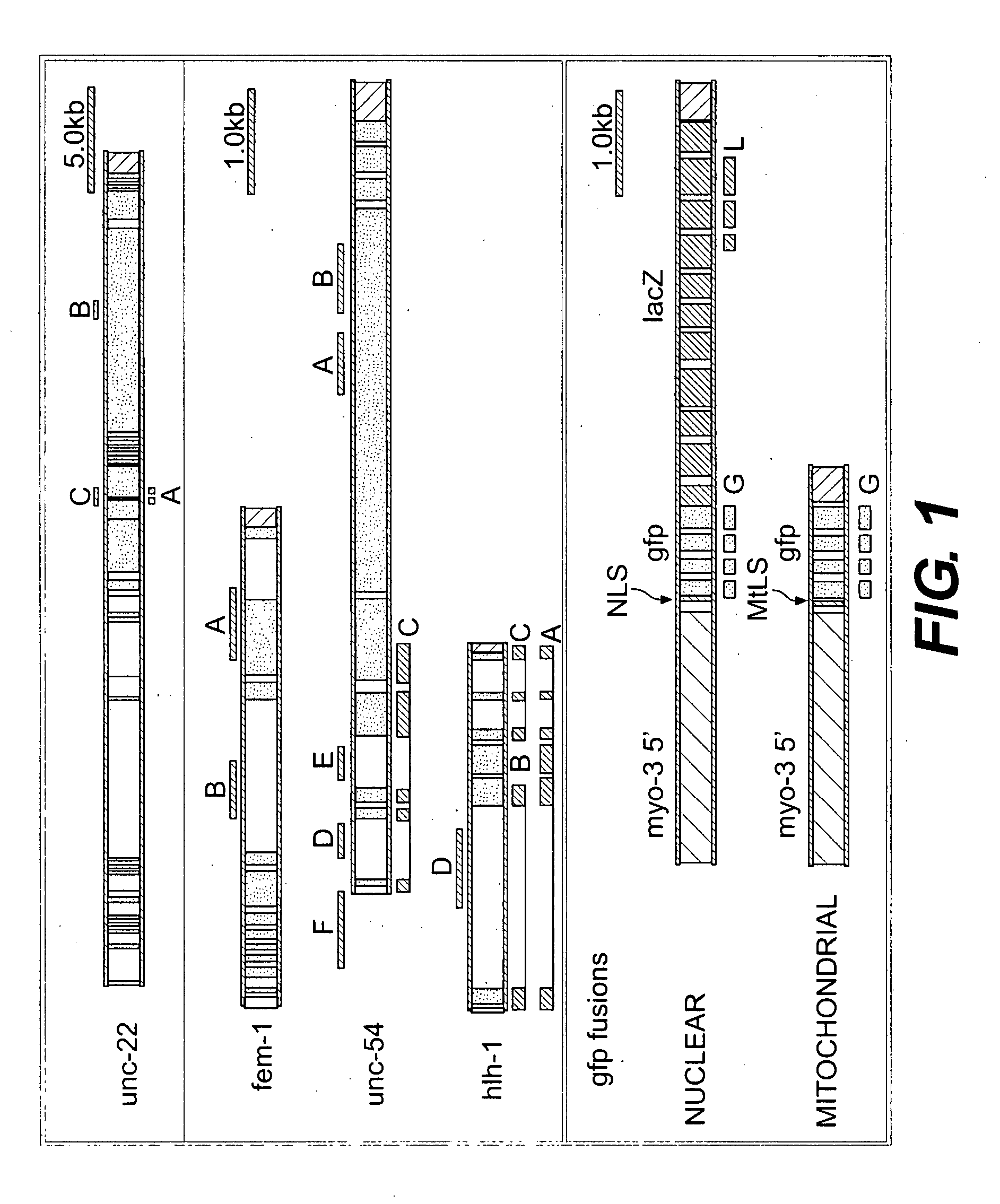 Genetic inhibition by double-stranded RNA