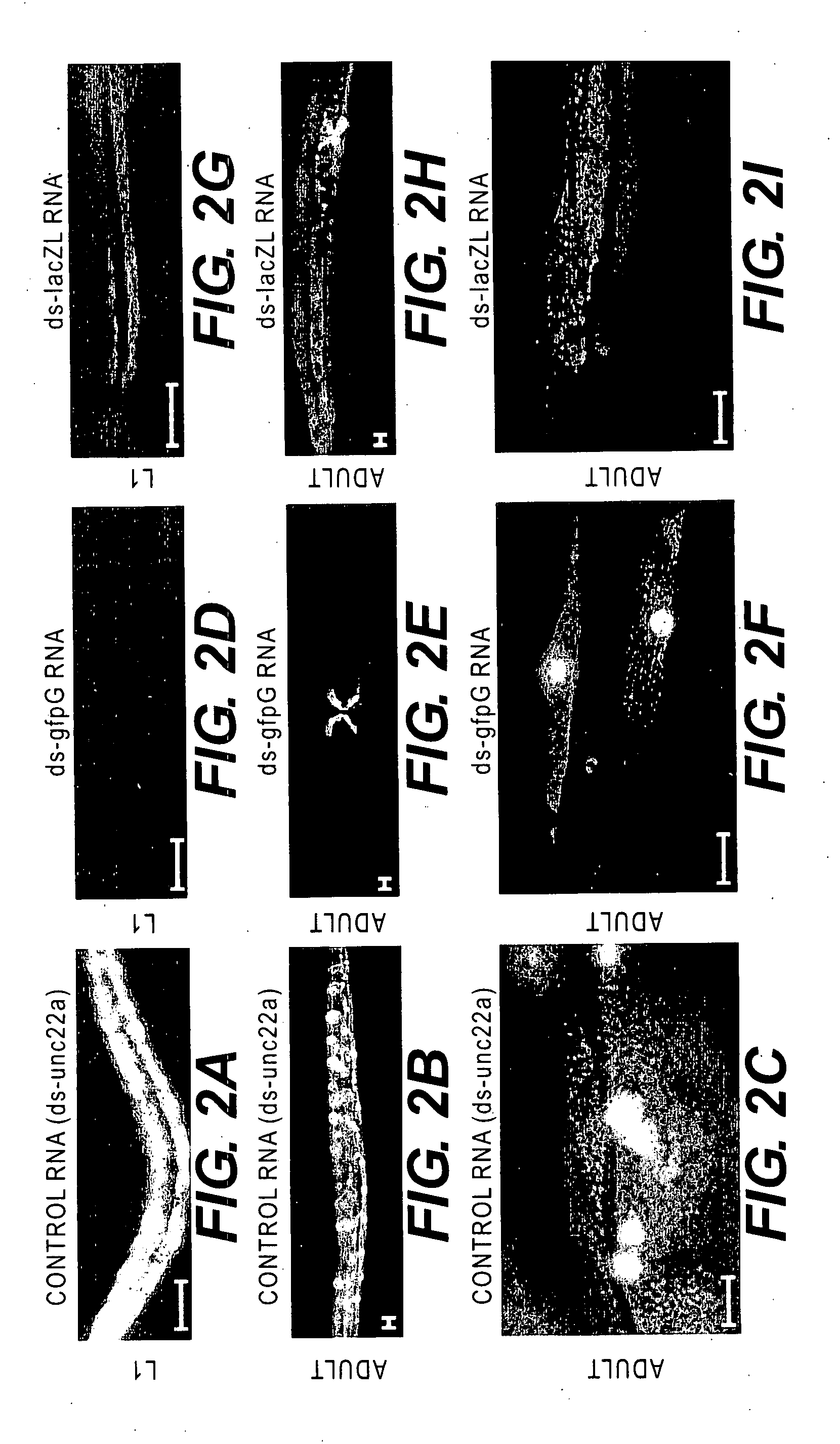 Genetic inhibition by double-stranded RNA