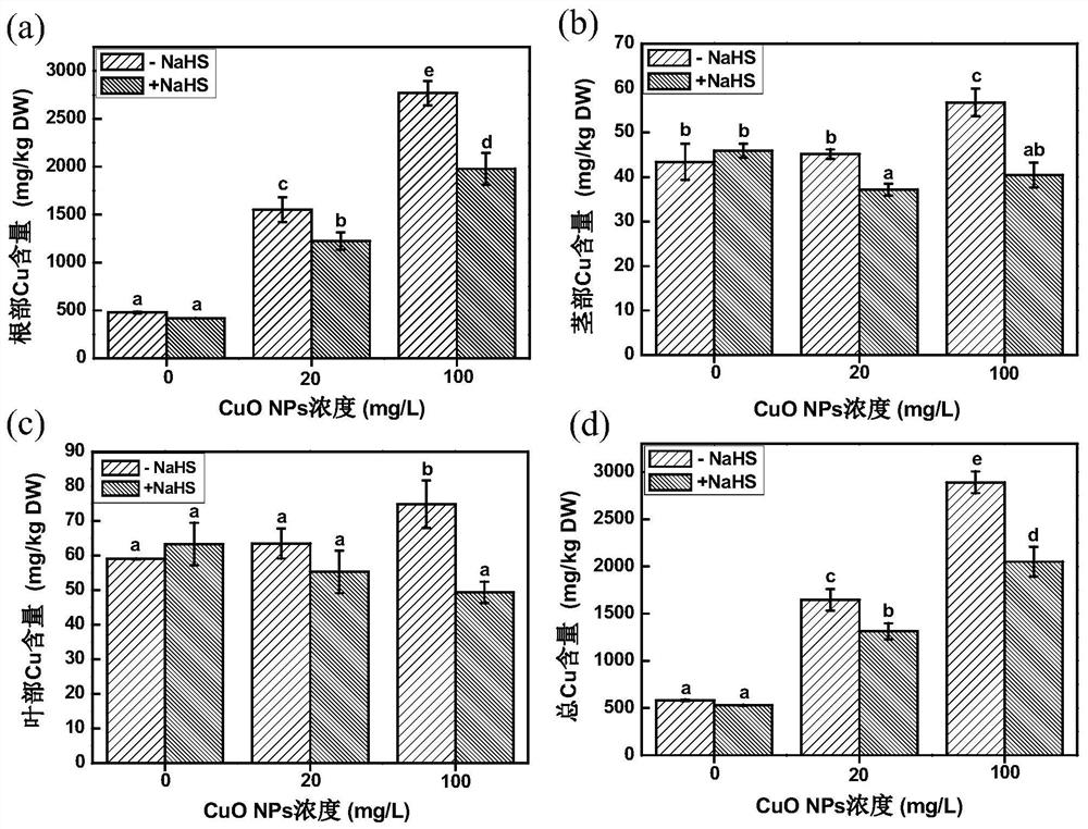 Application of nahs in alleviating the stress effect of cuo NPs on tomato seedlings